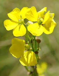 Attēlu rezultāti vaicājumam “Erysimum hieracifolium”