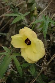 Image result for Abelmoschus moschatus