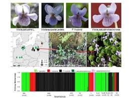 Attēlu rezultāti vaicājumam “Viola epipsila leaf”