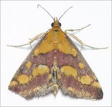 Attēlu rezultāti vaicājumam “Pyrausta cingulata”