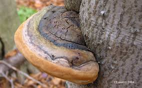 Attēlu rezultāti vaicājumam “Phellinus alni”