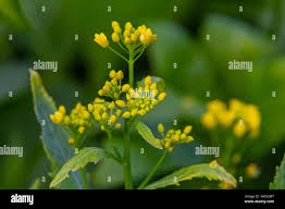 Attēlu rezultāti vaicājumam “Rorippa amphibia leaf”