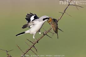 Attēlu rezultāti vaicājumam “Lanius excubitor adult”