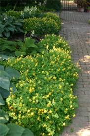 Attēlu rezultāti vaicājumam “Corydalis”