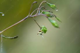 Attēlu rezultāti vaicājumam “Impatiens glandulifera fruit”