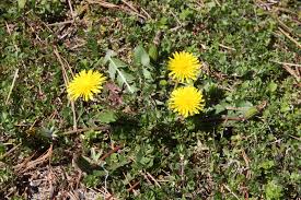 Attēlu rezultāti vaicājumam “Taraxacum suecicum”