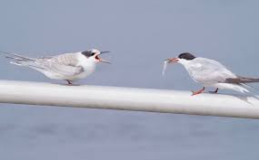 Attēlu rezultāti vaicājumam “Sterna hirundo adult”