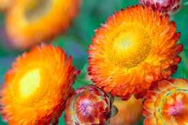 Image result for Helichrysum bracteatum