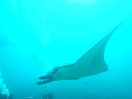 Image result for Mobula alfredi