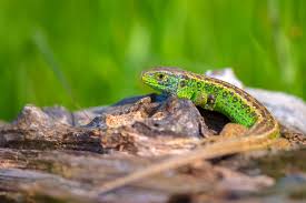 Attēlu rezultāti vaicājumam “Lacerta agilis male”