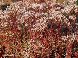 Attēlu rezultāti vaicājumam “Sedum album leaf”