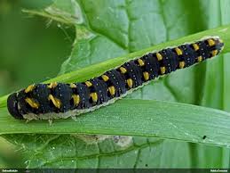 Attēlu rezultāti vaicājumam “Tenthredo mandibularis”