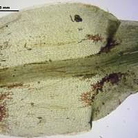 Attēlu rezultāti vaicājumam “Polytrichastrum longisetum”