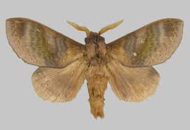 Attēlu rezultāti vaicājumam “Lasiocampidae”