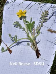 Attēlu rezultāti vaicājumam “Argentina anserina”