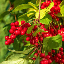 Attēlu rezultāti vaicājumam “Schisandra chinensis”