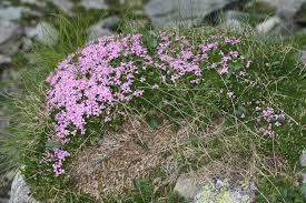 Attēlu rezultāti vaicājumam “Silene borysthenica bud”