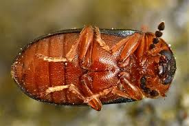 Attēlu rezultāti vaicājumam “Tetratoma fungorum”