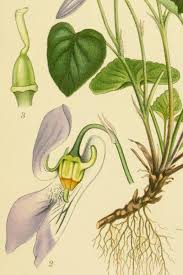 Attēlu rezultāti vaicājumam “Viola canina fruit”