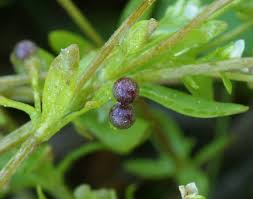 Attēlu rezultāti vaicājumam “Galium trifidum”