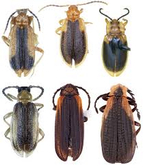 Attēlu rezultāti vaicājumam “Lycidae”