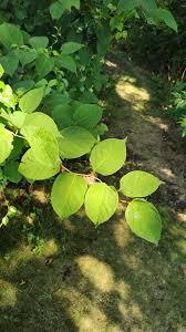 Attēlu rezultāti vaicājumam “Reynoutria sachalinensis leaf”