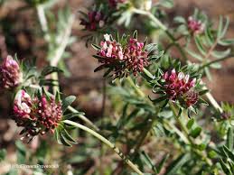 Image result for Anthyllis vulneraria rubra