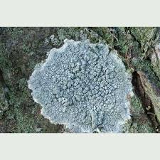 Attēlu rezultāti vaicājumam “Pertusaria pertusa”