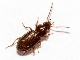 Attēlu rezultāti vaicājumam “Bembidion sp.”