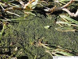 Attēlu rezultāti vaicājumam “Jungermannia subulata”