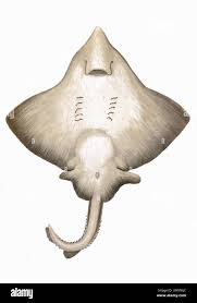 Image result for Dipturus intermedius