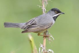 Image result for Sylvia rueppelli