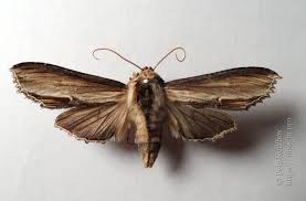 Attēlu rezultāti vaicājumam “Cucullia verbasci”