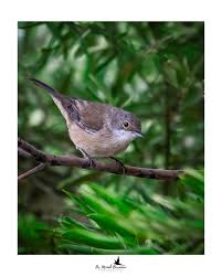 Attēlu rezultāti vaicājumam “Corvus cornix juvenile”