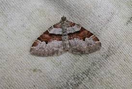 Attēlu rezultāti vaicājumam “Xanthorhoe designata”