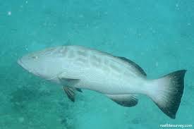 Image result for Mycteroperca bonaci