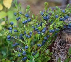 Attēlu rezultāti vaicājumam “Vaccinium myrtillus”