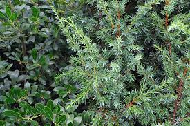 Attēlu rezultāti vaicājumam “Juniperus communis leaf”