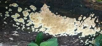 Attēlu rezultāti vaicājumam “Coniophora puteana”