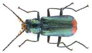 Attēlu rezultāti vaicājumam “Malachius bipustulatus”