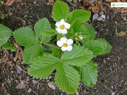 Attēlu rezultāti vaicājumam “Fragaria moschata flower”