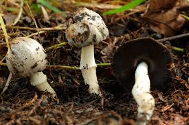 Attēlu rezultāti vaicājumam “Coprinus atramentarius”