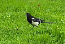 Attēlu rezultāti vaicājumam “Pica pica adult”