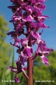 Attēlu rezultāti vaicājumam “Orchis mascula”