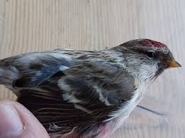 Attēlu rezultāti vaicājumam “Carduelis flammea”