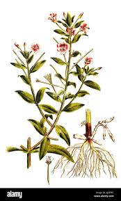 Attēlu rezultāti vaicājumam “Epilobium hirsutum”