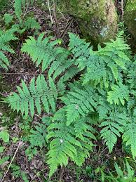 Attēlu rezultāti vaicājumam “Dryopteris dilatata”