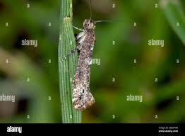 Attēlu rezultāti vaicājumam “Acrolepiopsis assectella”