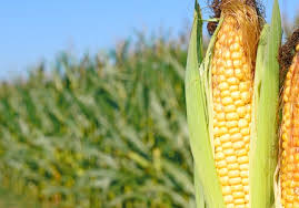 Image result for Mais