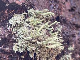 Attēlu rezultāti vaicājumam “Cladonia coniocraea”